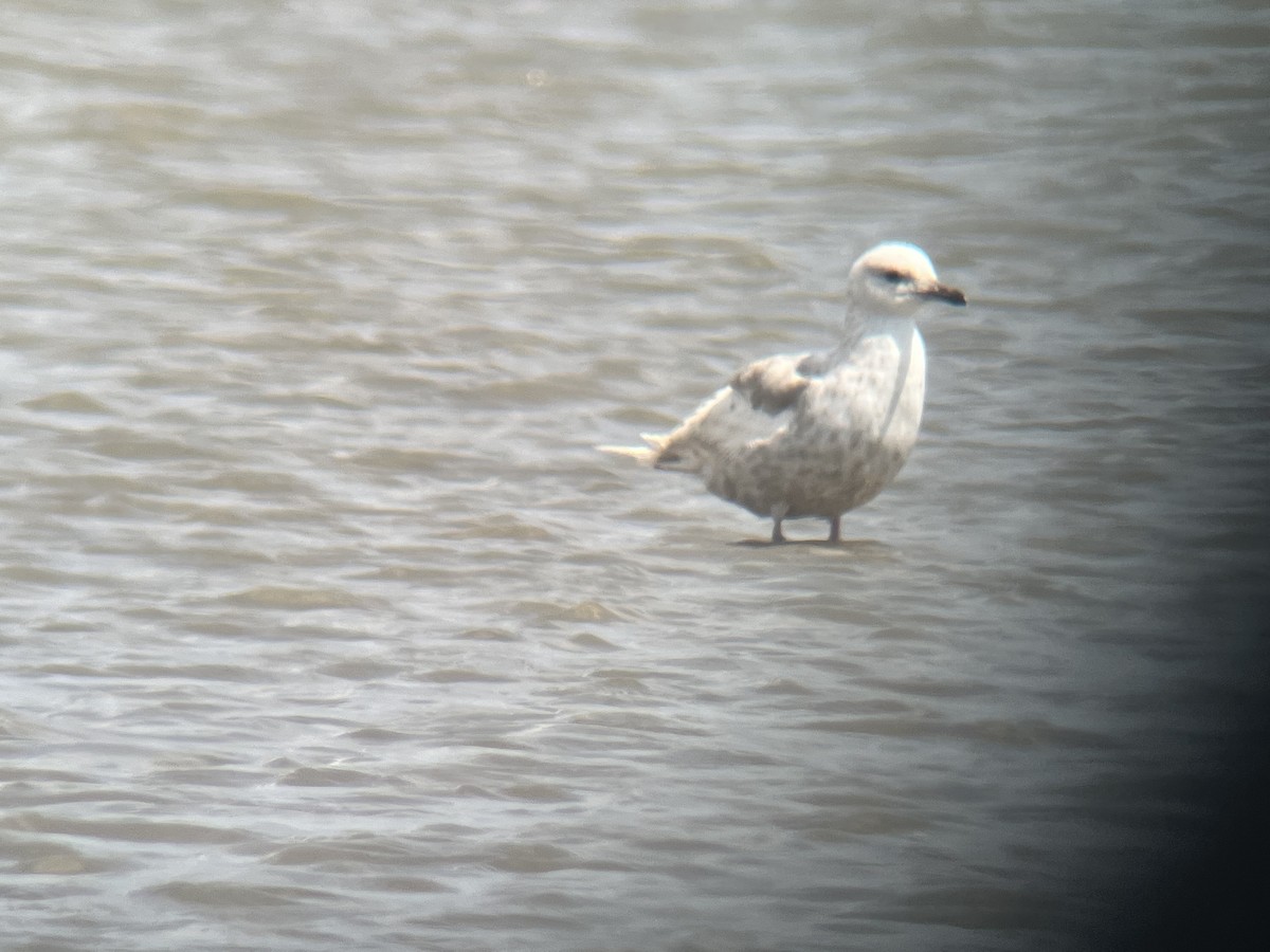 Iceland Gull - ML446322561