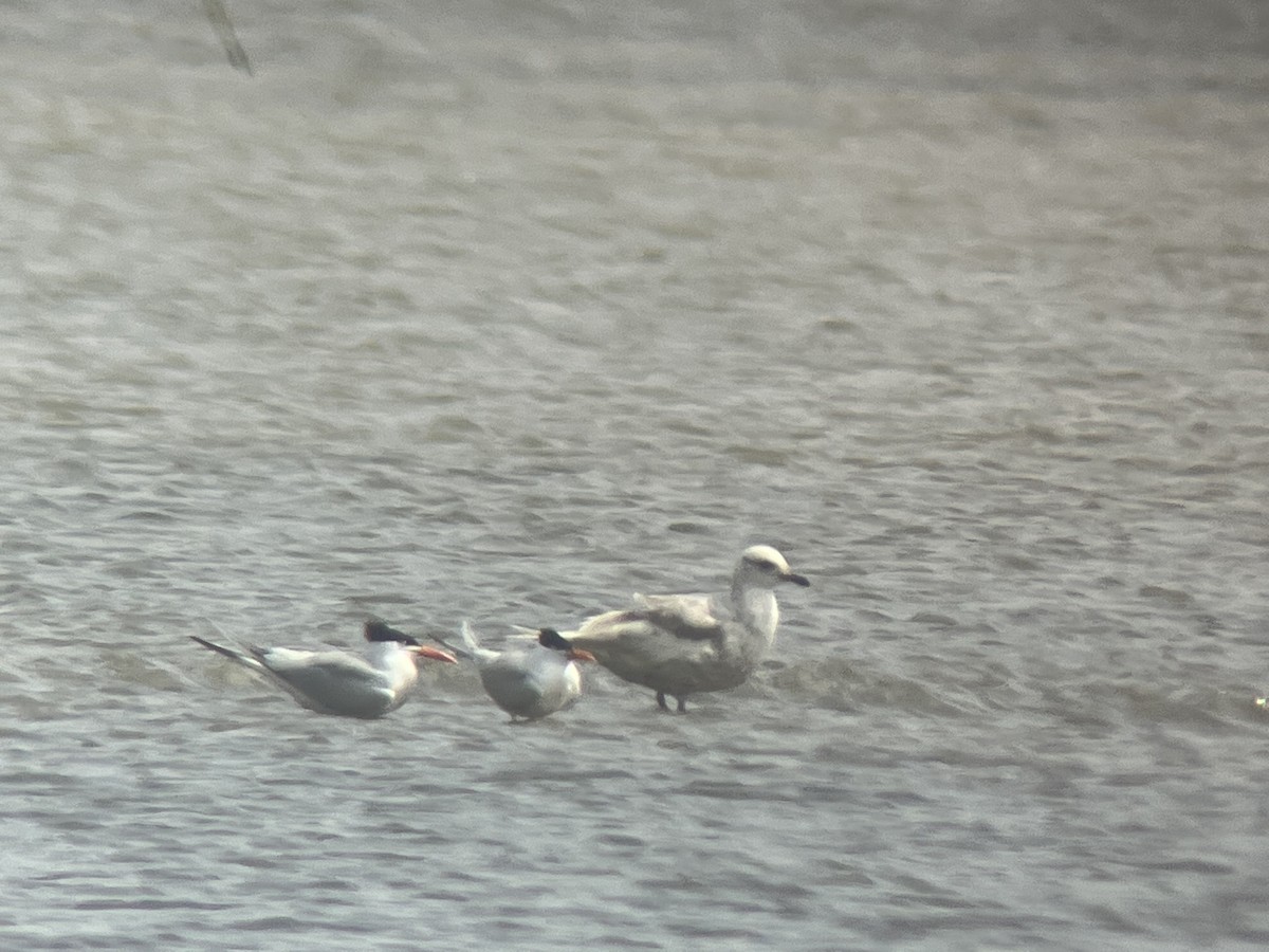 Iceland Gull - ML446322571