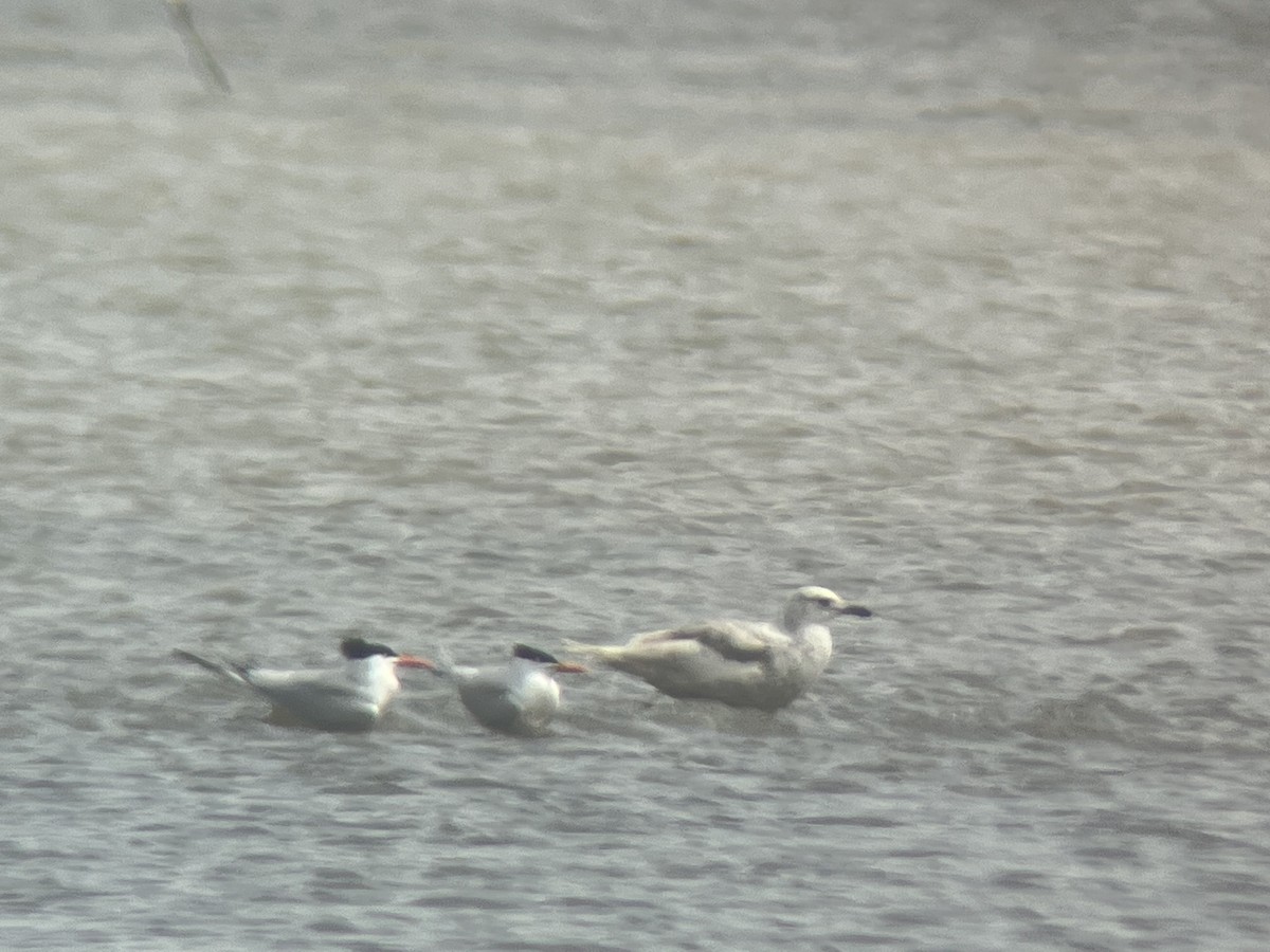 Iceland Gull - ML446322581