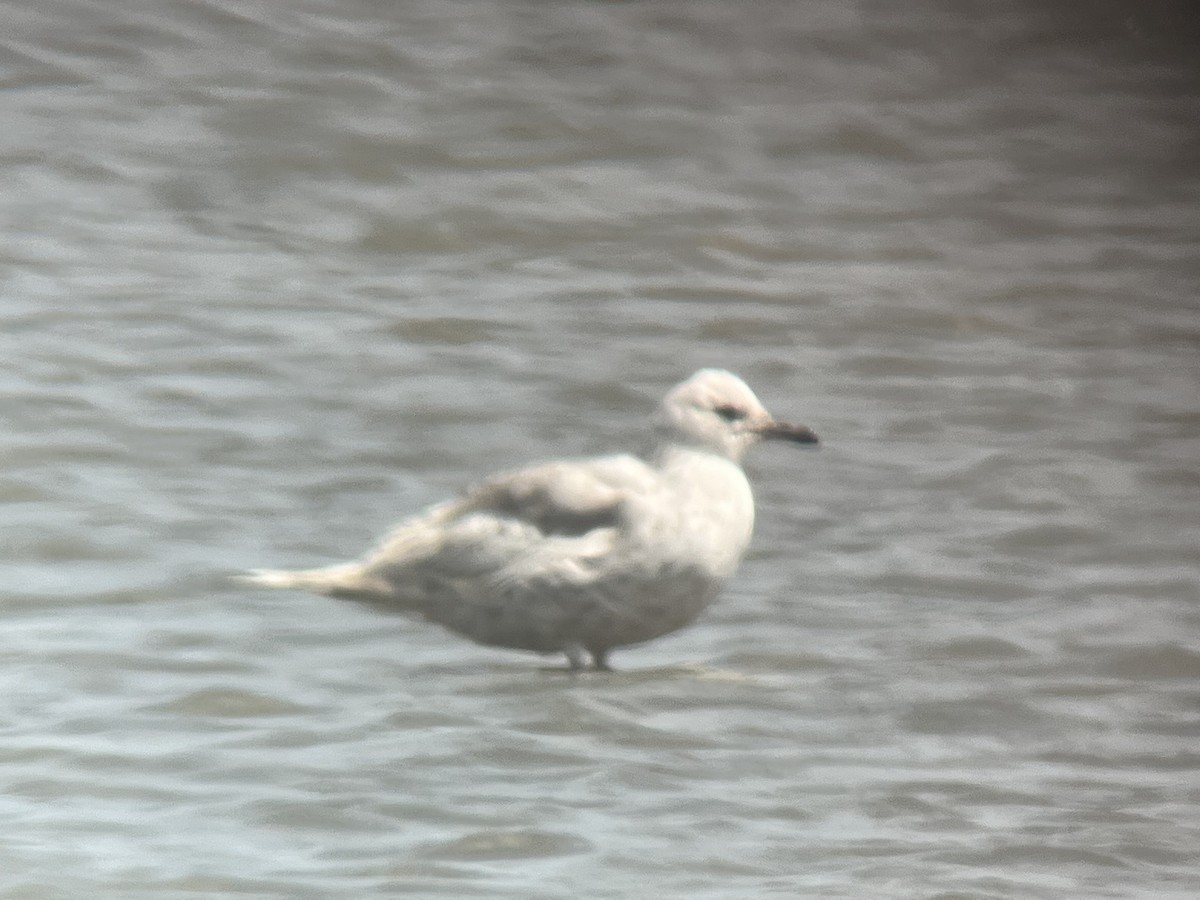 Iceland Gull - ML446322601