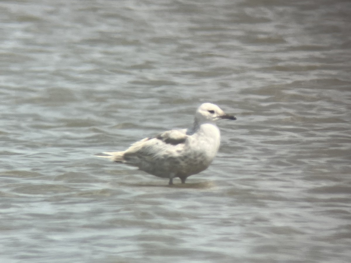 Iceland Gull - ML446322611