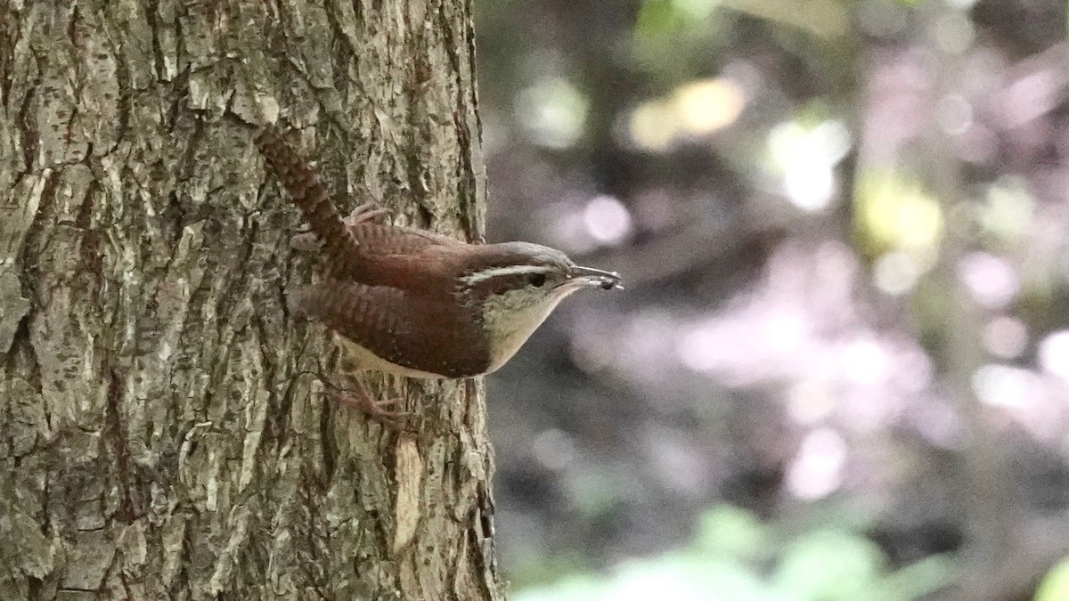 Carolina Wren - ML446322721
