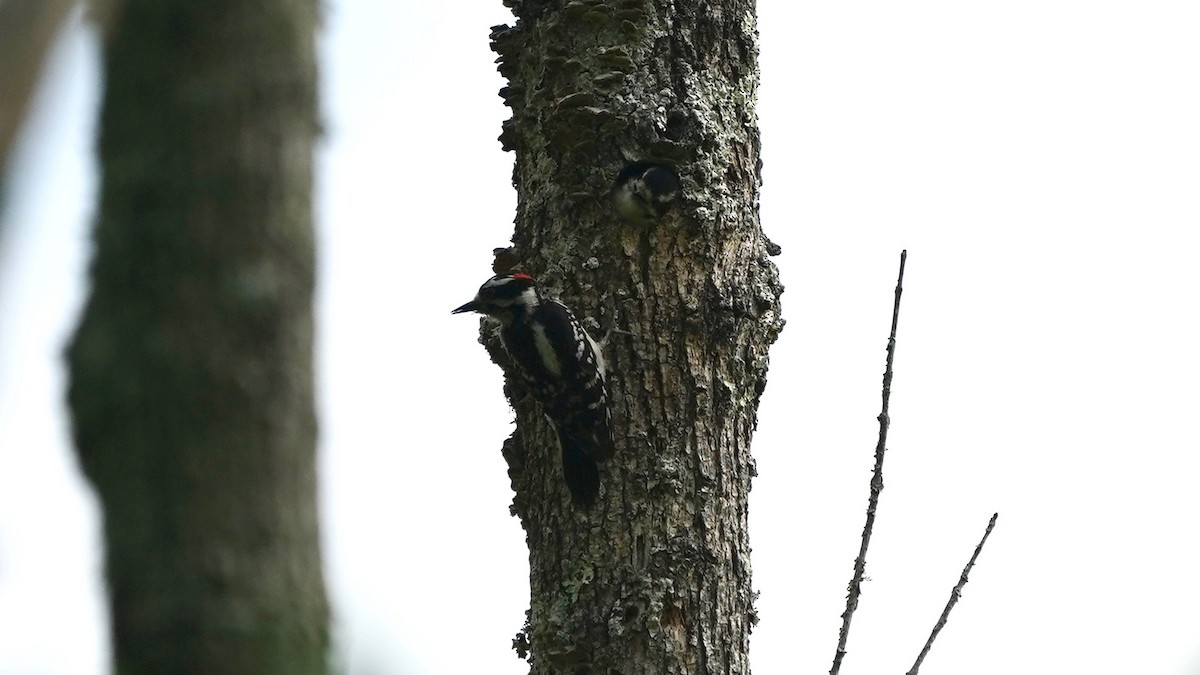 Downy Woodpecker - ML446323051