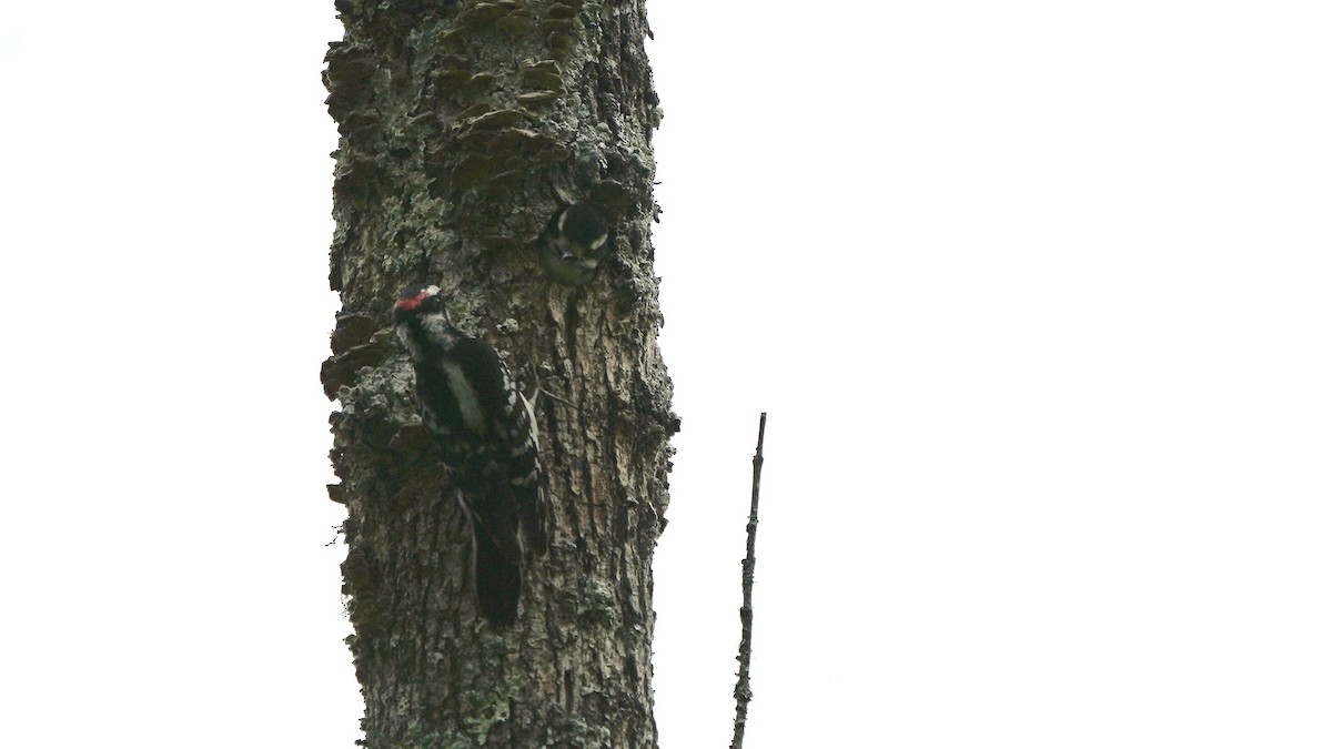 Downy Woodpecker - ML446323151