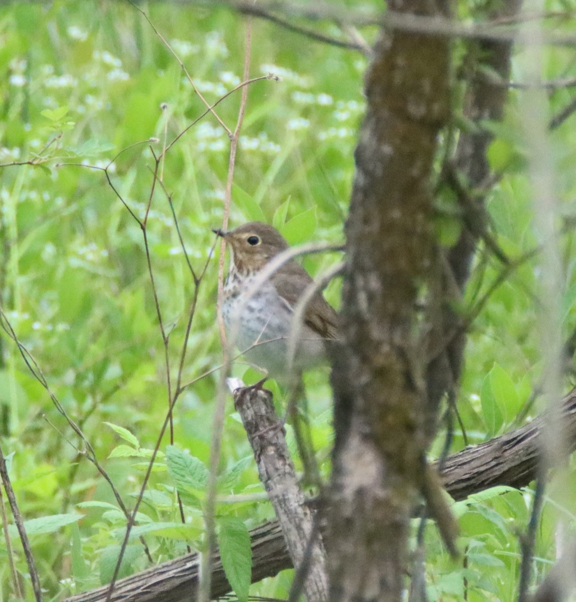 Swainson's Thrush - ML446323731