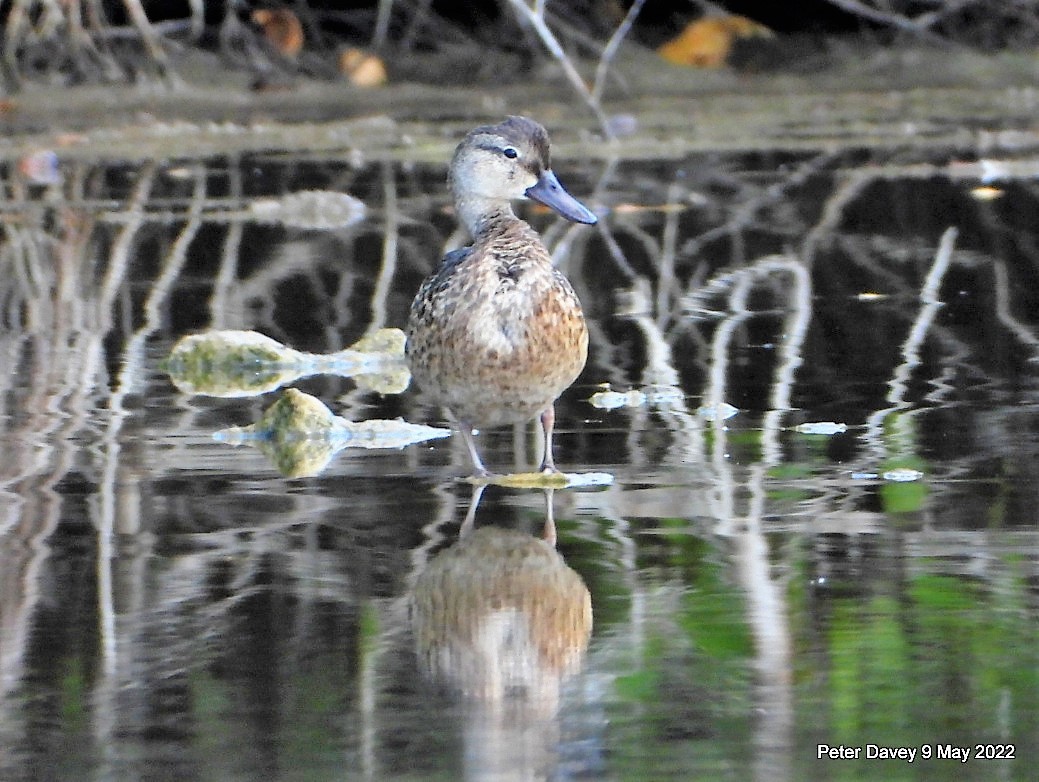 Blue-winged Teal - ML446323891