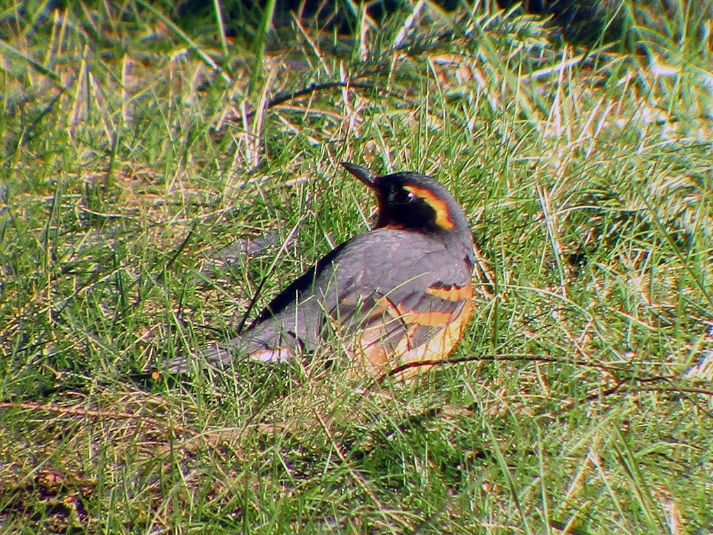 Varied Thrush - ML44632611