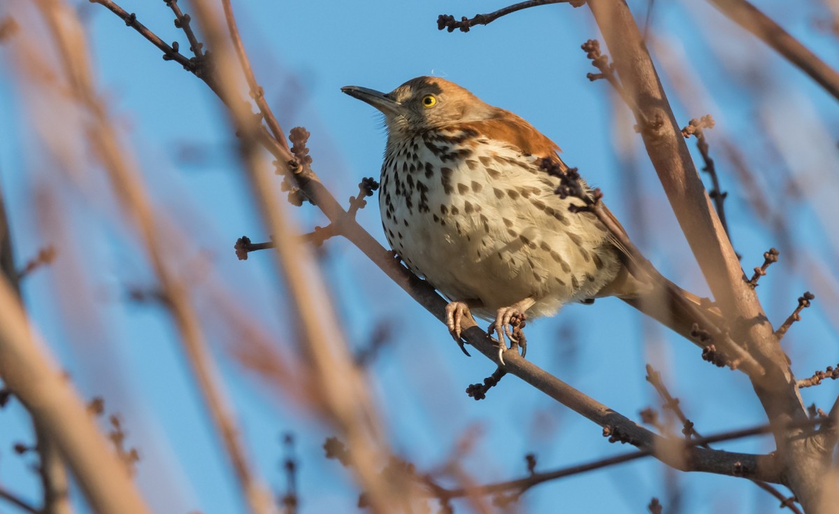 Brown Thrasher - ML44632661