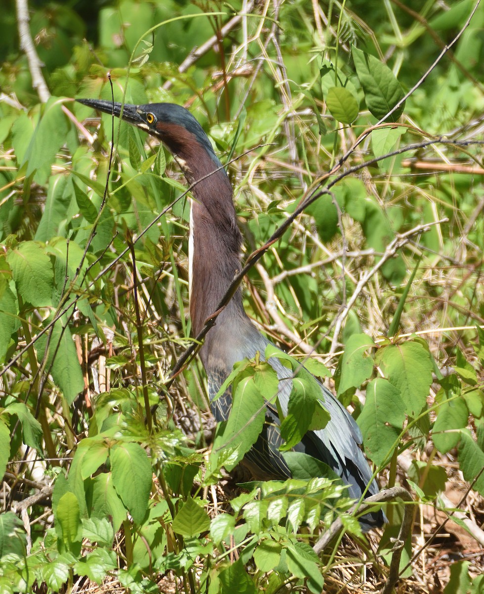 Green Heron - Sue Crowell