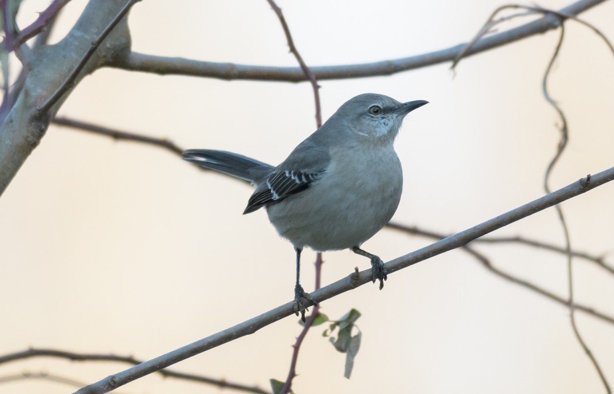 Northern Mockingbird - ML44632771