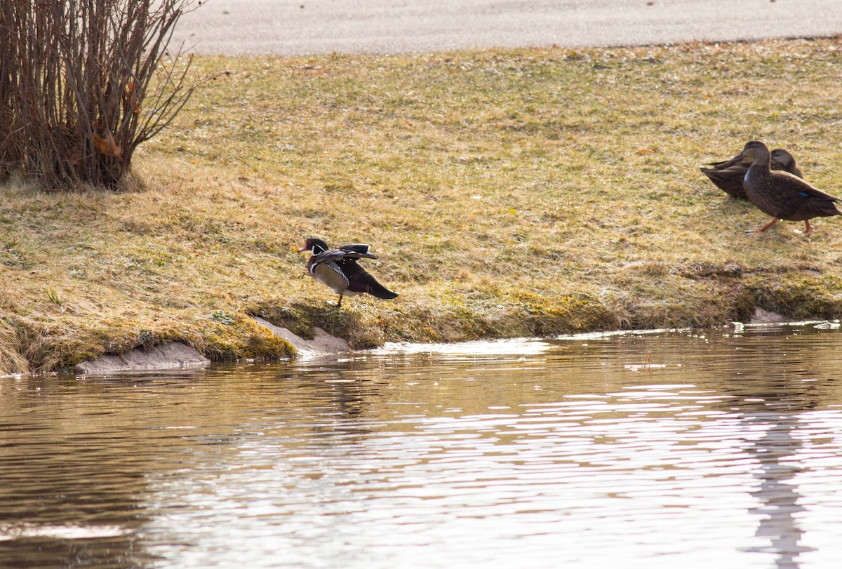 Wood Duck - ML44632781