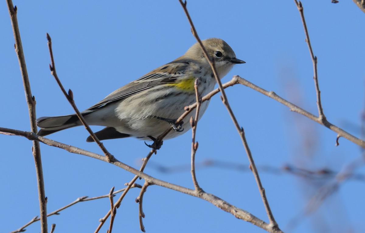 Yellow-rumped Warbler (Myrtle) - ML44632821