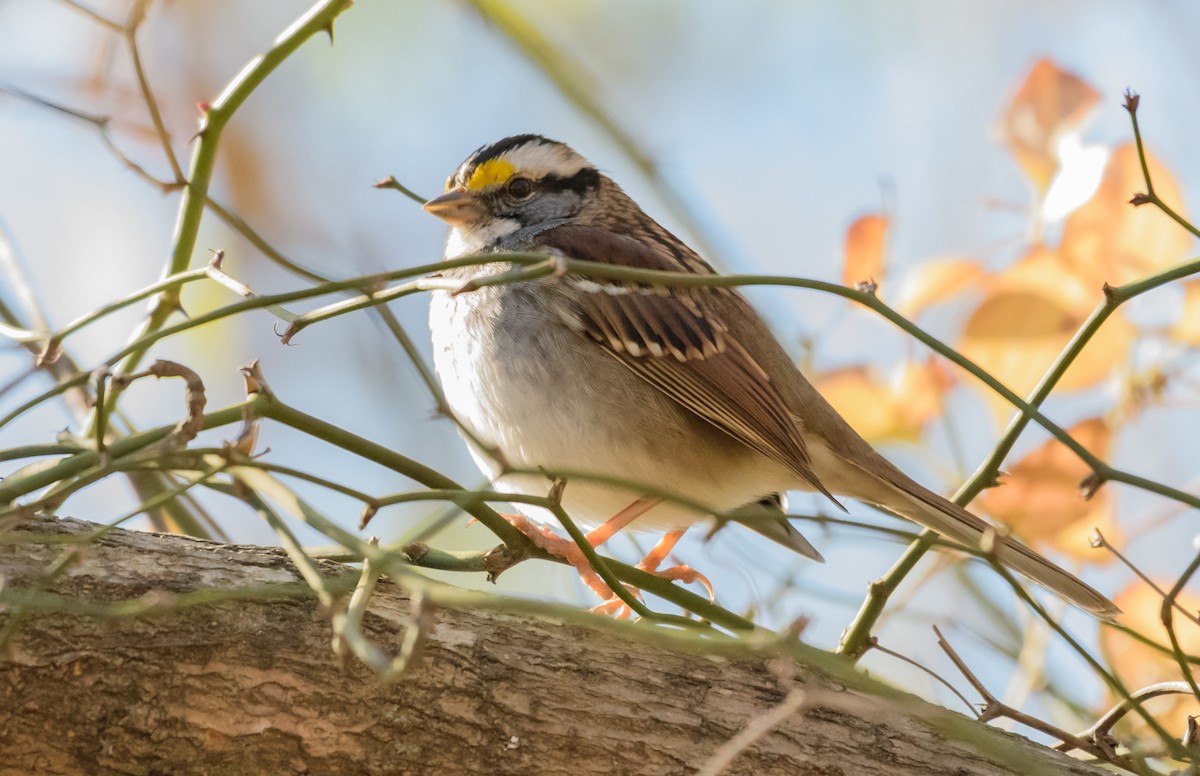 White-throated Sparrow - ML44632881