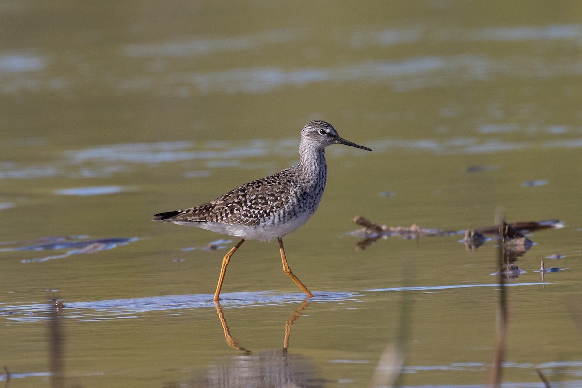 Lesser Yellowlegs - ML446329191