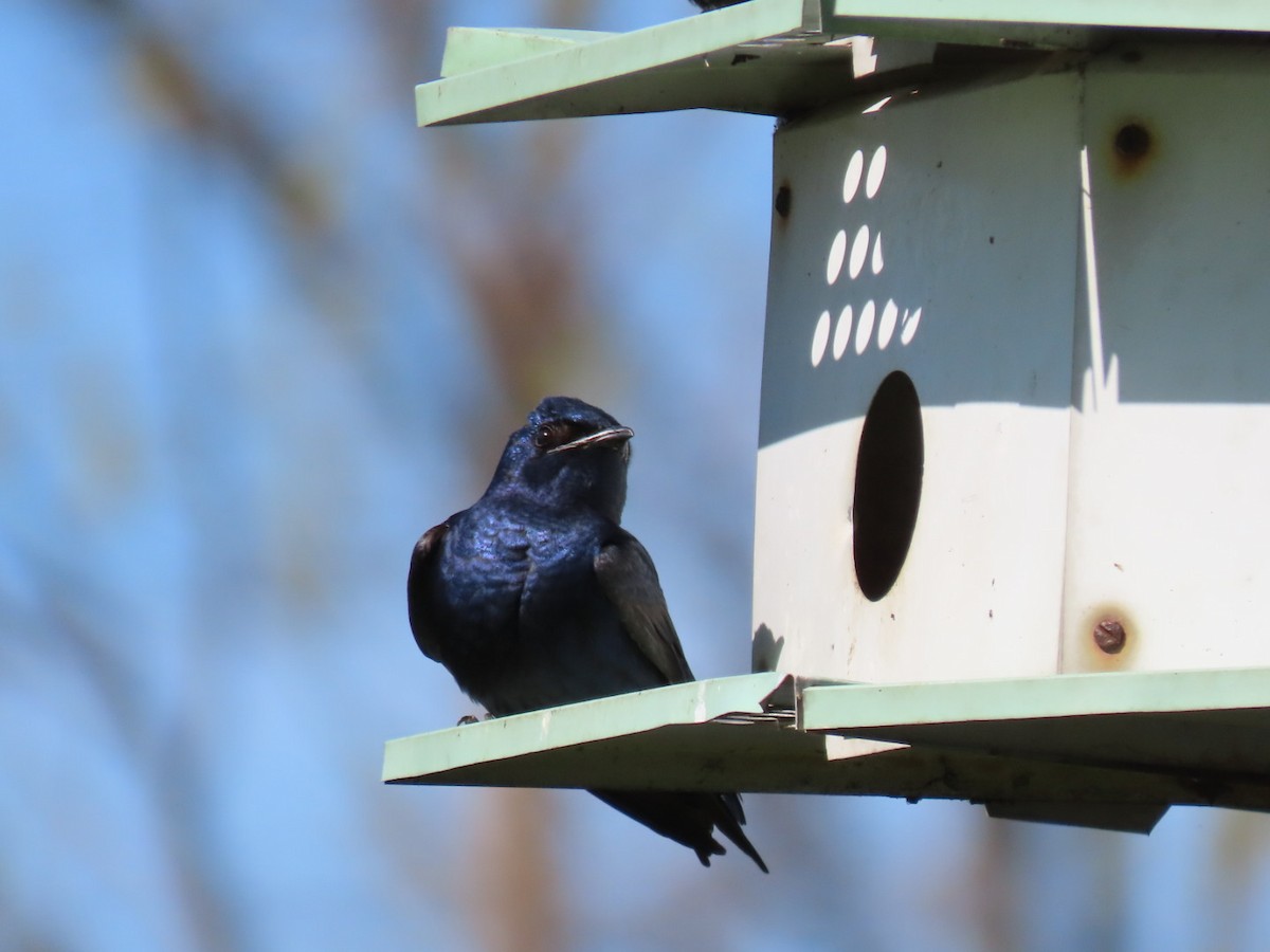 Purple Martin - Pat Paternostro