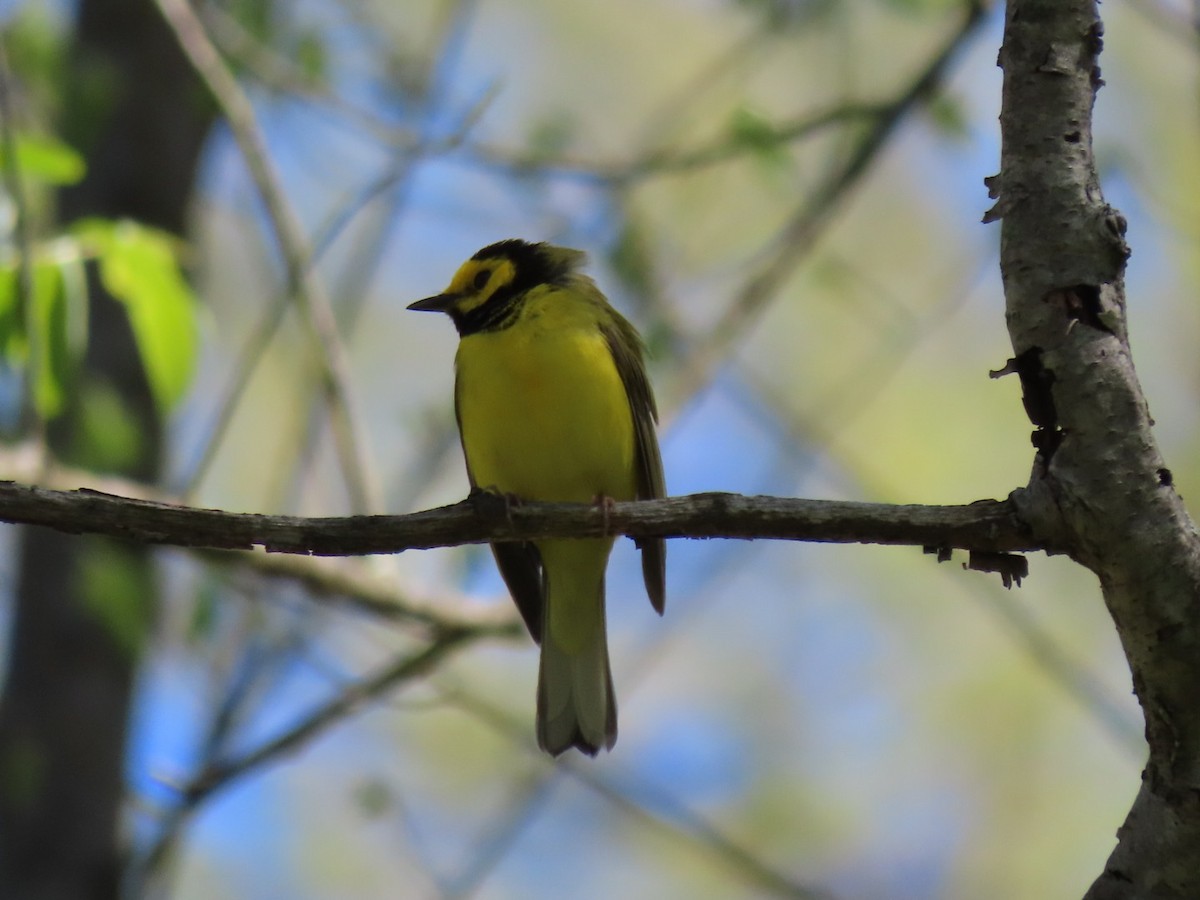 Hooded Warbler - Pat Paternostro