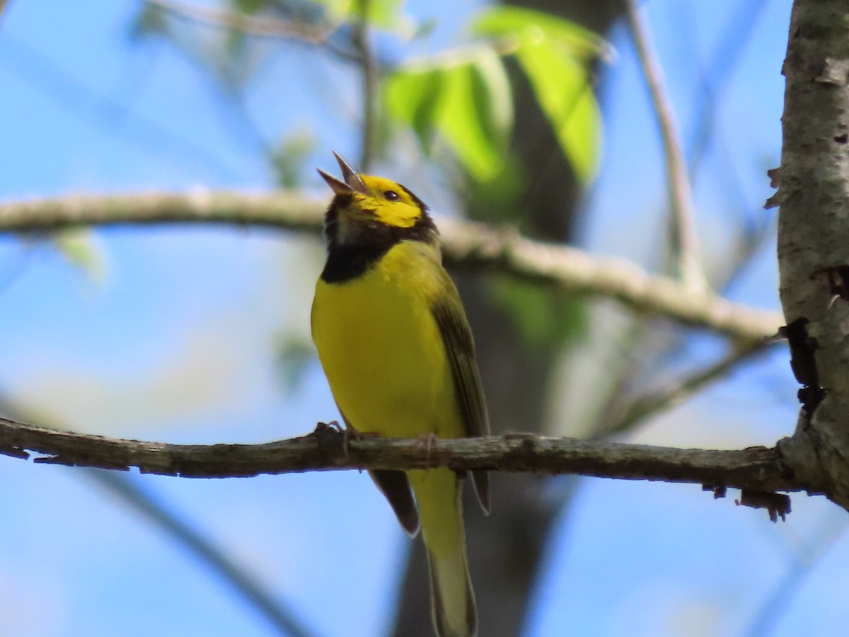 Hooded Warbler - ML446329561