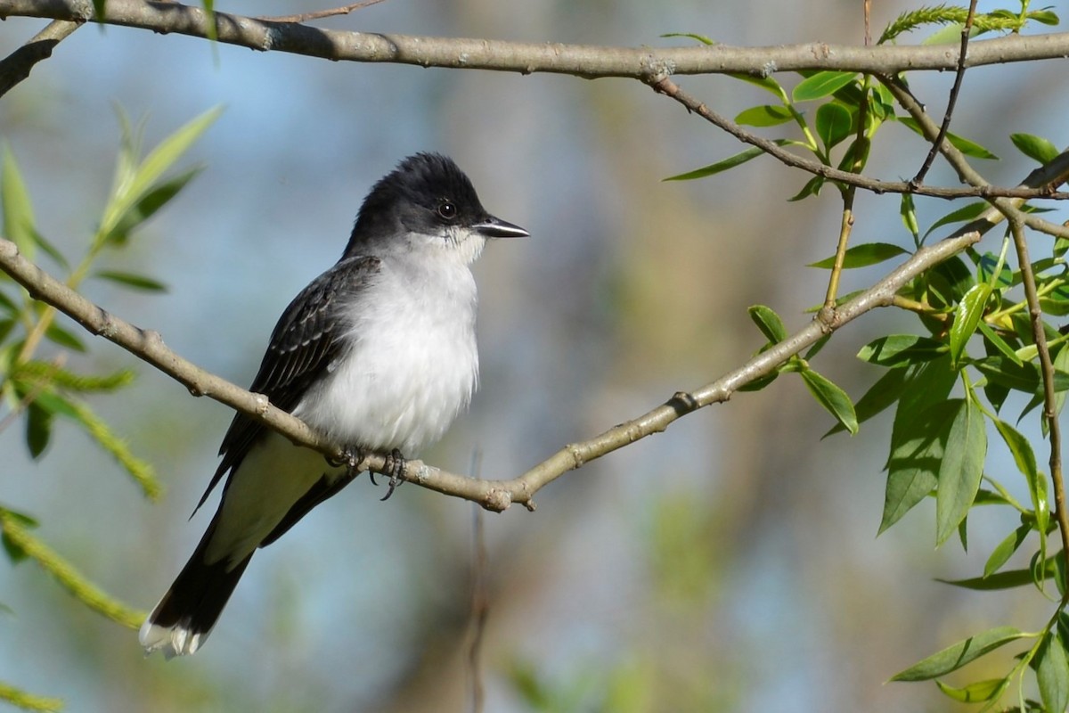 Eastern Kingbird - ML446329891