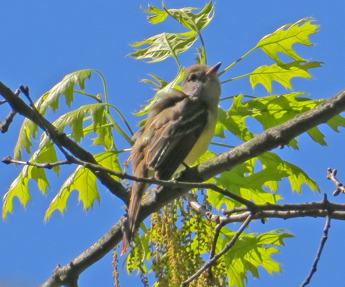 Great Crested Flycatcher - ML446330381