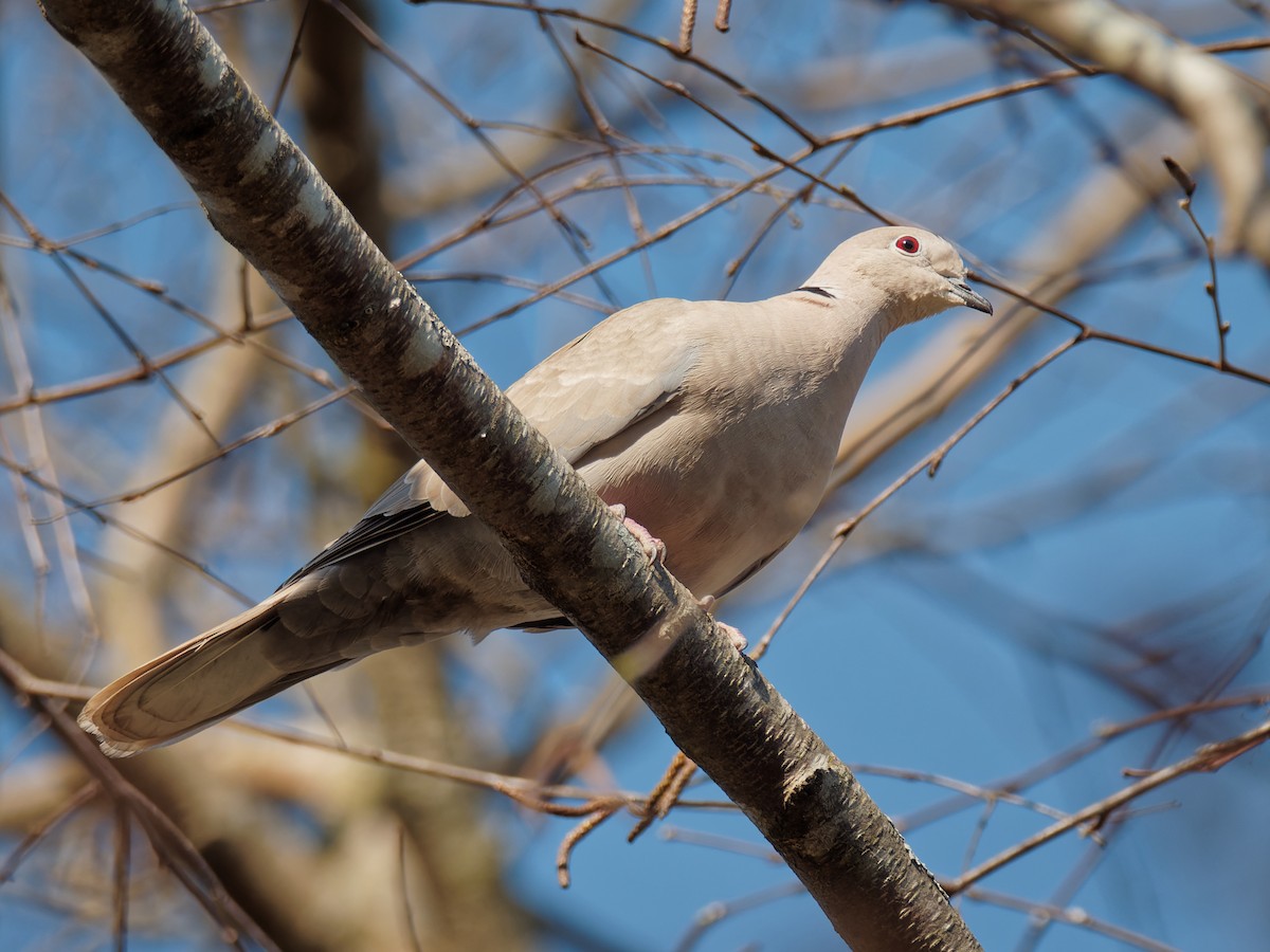 Eurasian Collared-Dove - Terry Miller 🦅