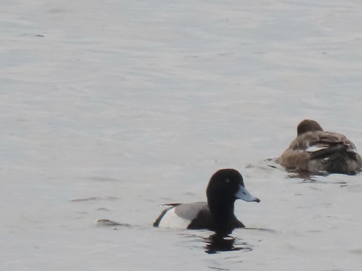 Greater Scaup - ML446332561