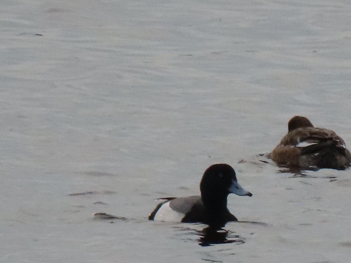 Greater Scaup - ML446332591
