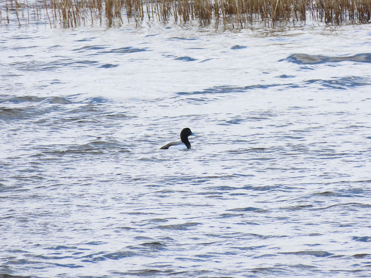 Greater Scaup - ML446332641