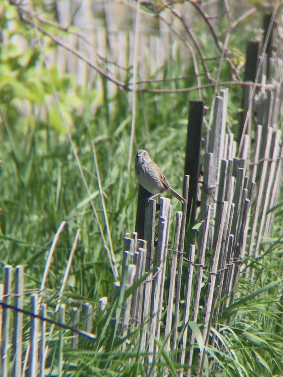 Seaside Sparrow - ML446337571