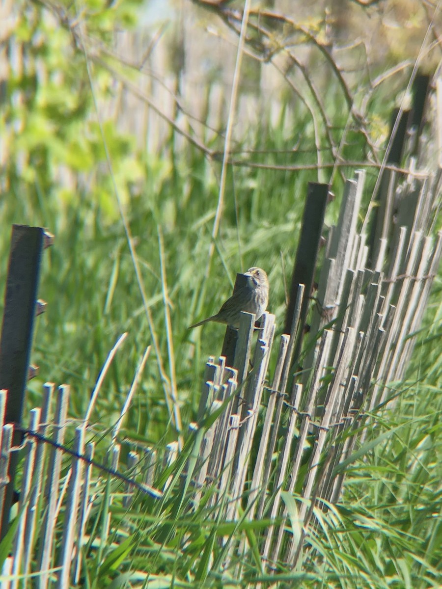 Seaside Sparrow - ML446337581