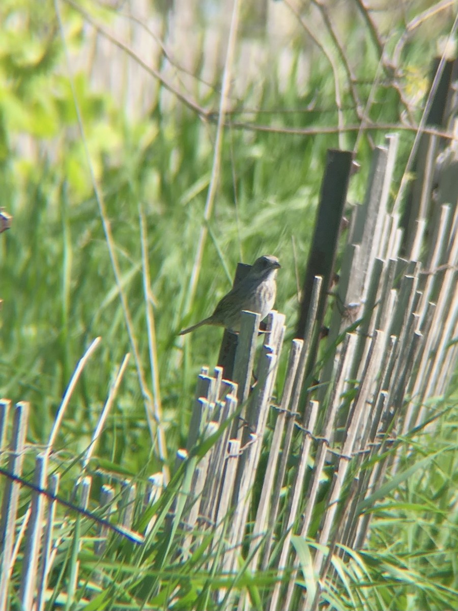 Seaside Sparrow - ML446337591