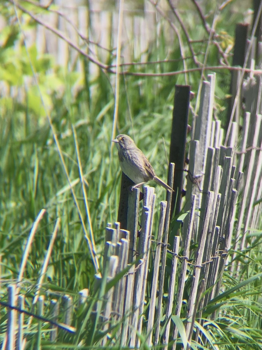 Seaside Sparrow - ML446337601