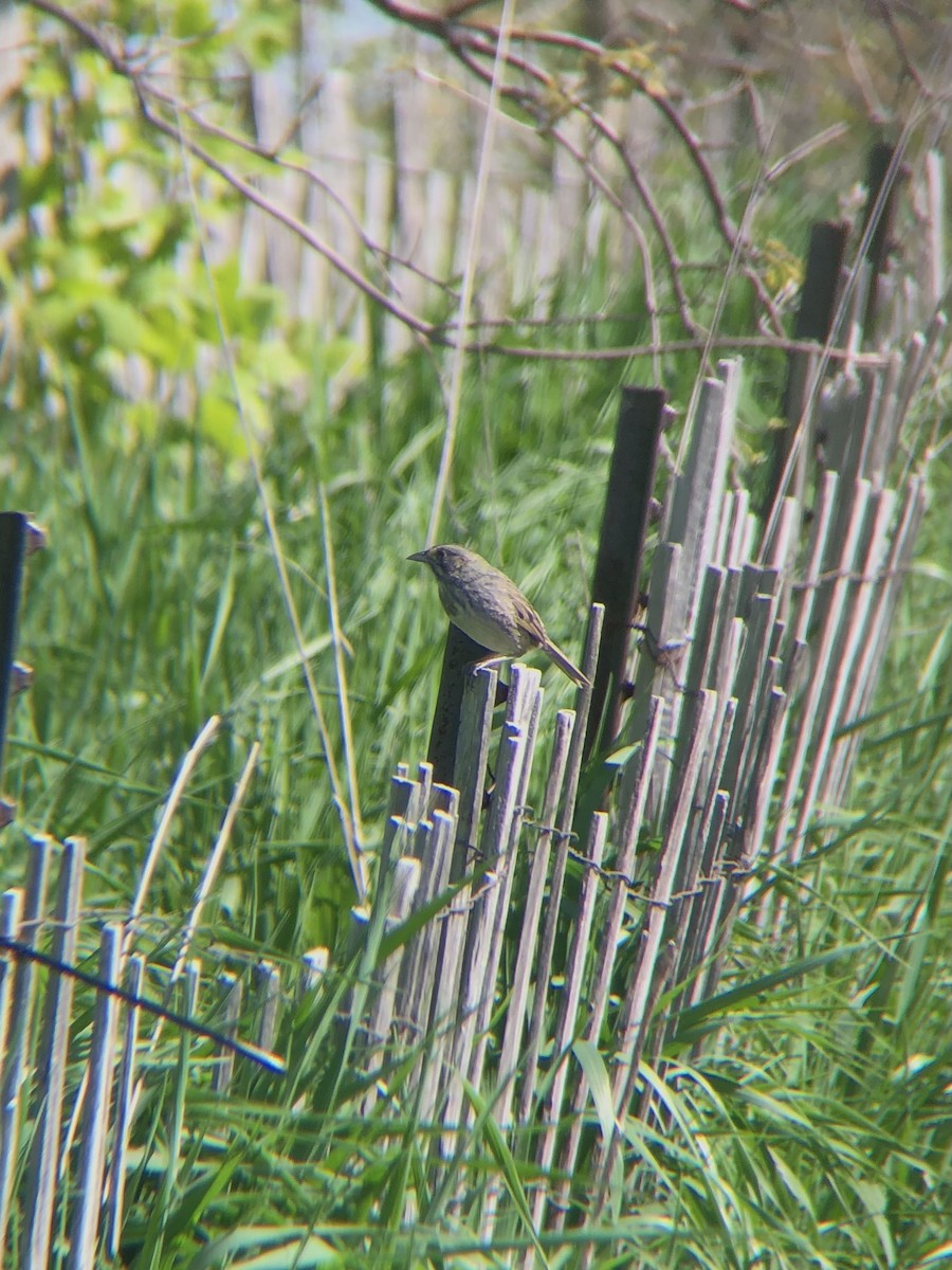 Seaside Sparrow - ML446337631