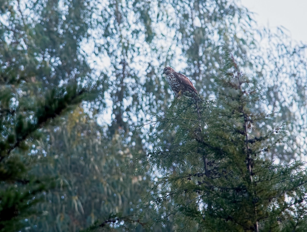 Mountain Buzzard - Shailesh Pinto