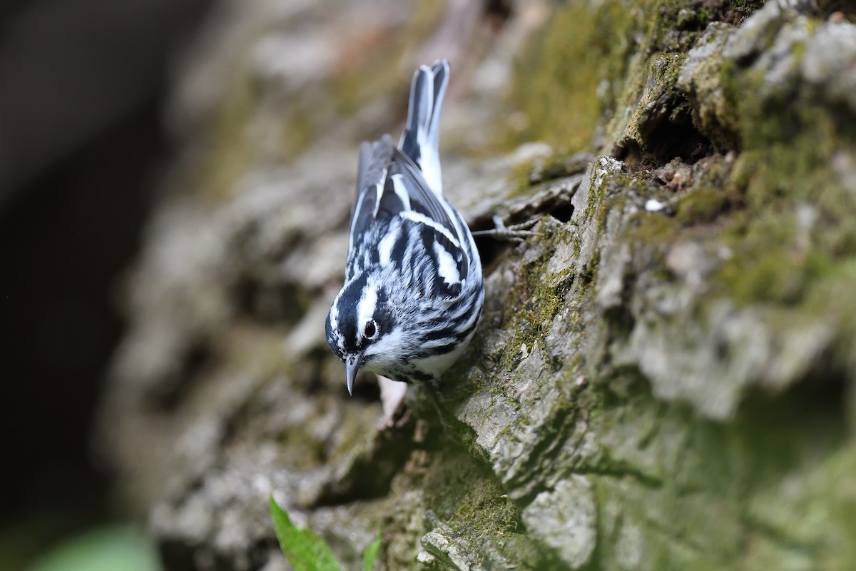 Black-and-white Warbler - terence zahner