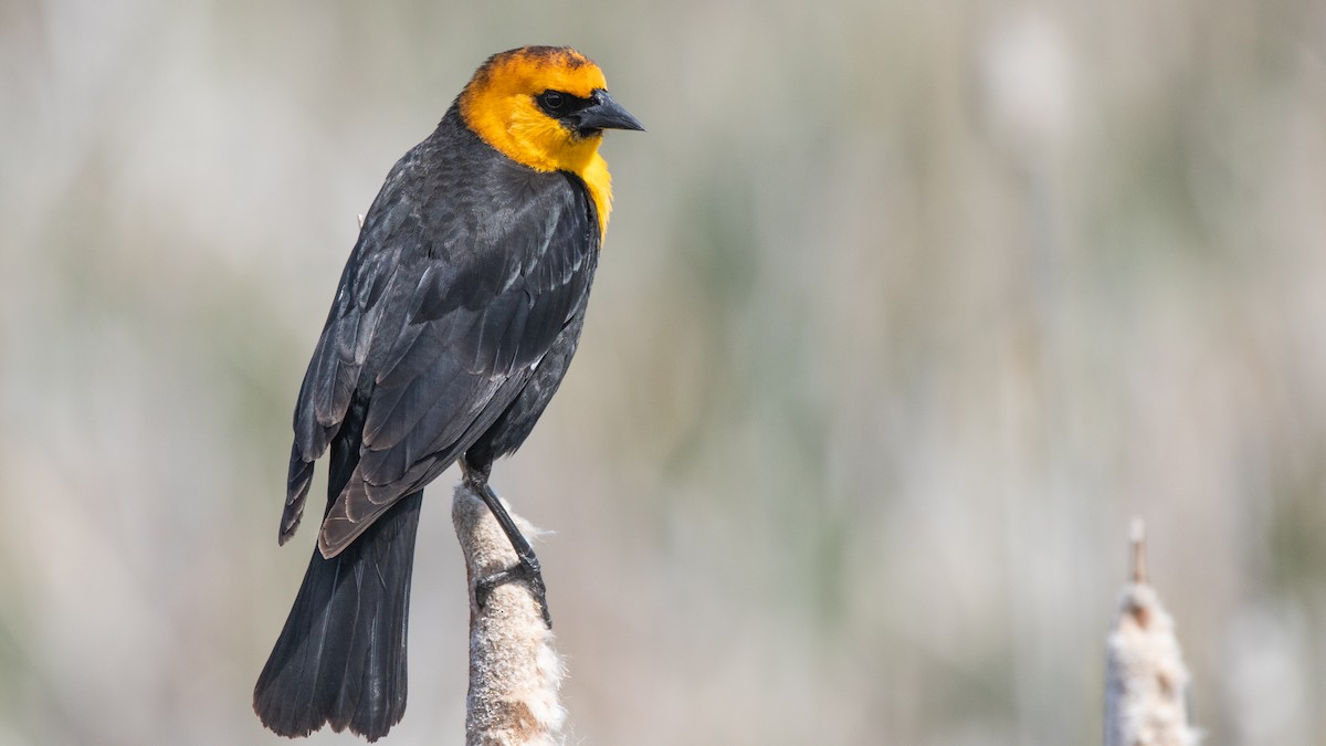 Yellow-headed Blackbird - ML446341731