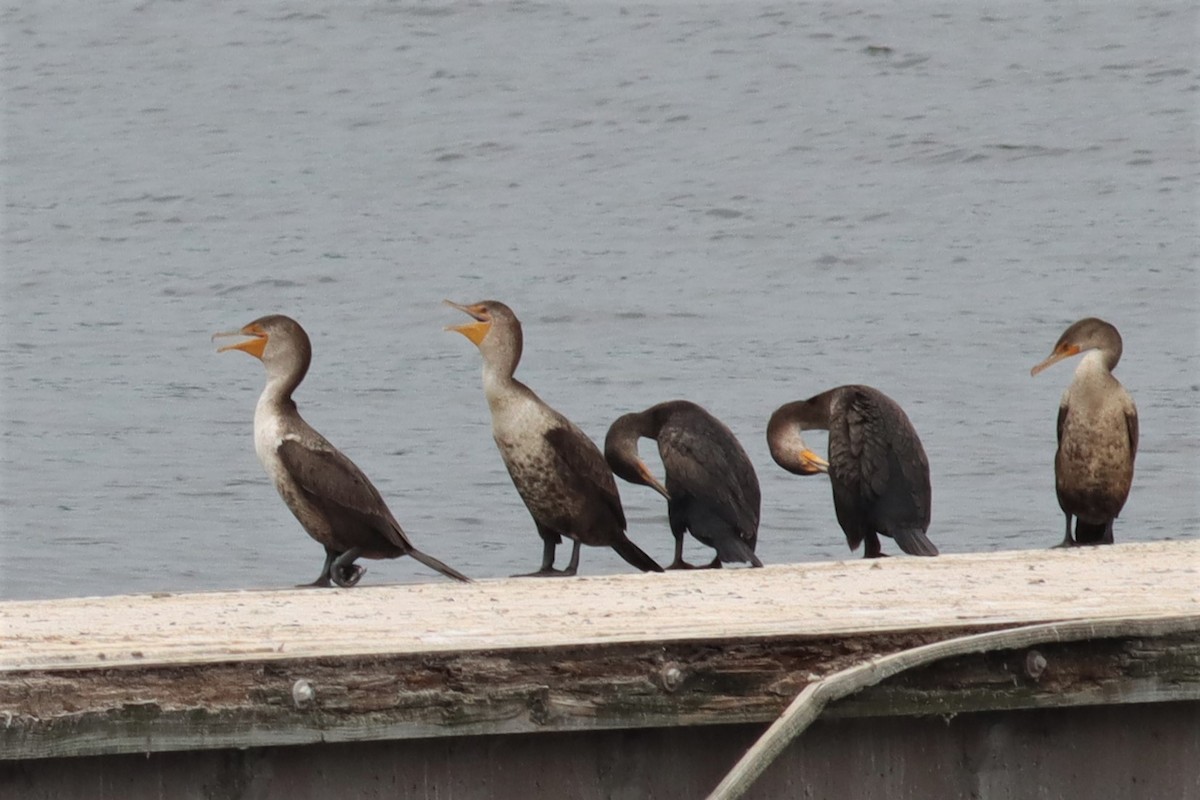 Double-crested Cormorant - ML446342451