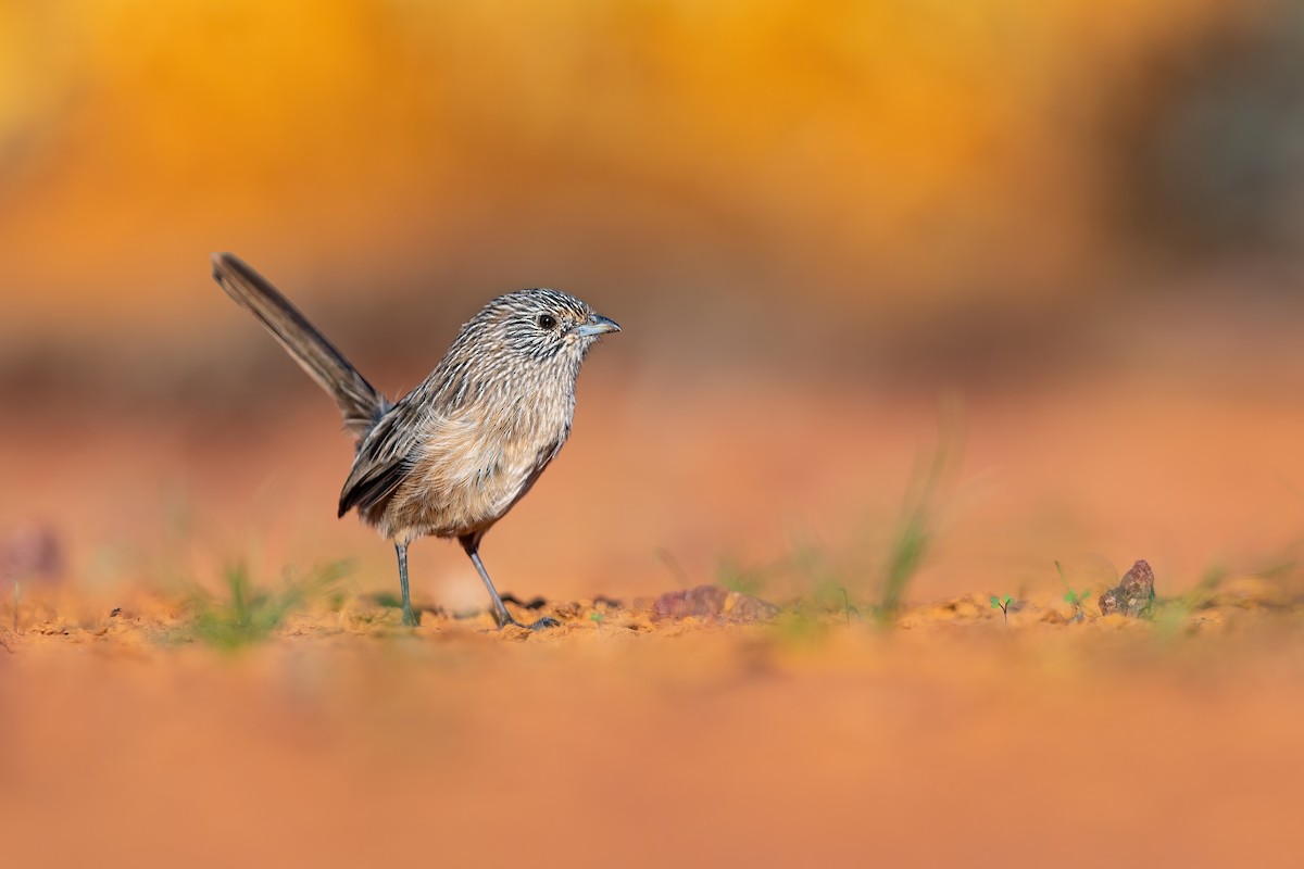 Western Grasswren - JJ Harrison