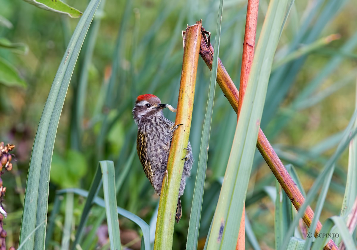 Abyssinian Woodpecker - ML44634271