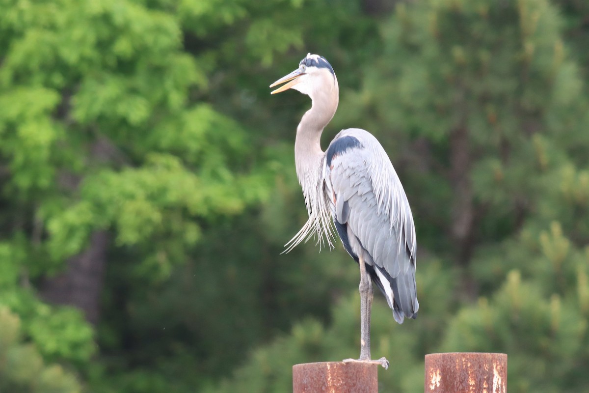 Great Blue Heron - ML446342861