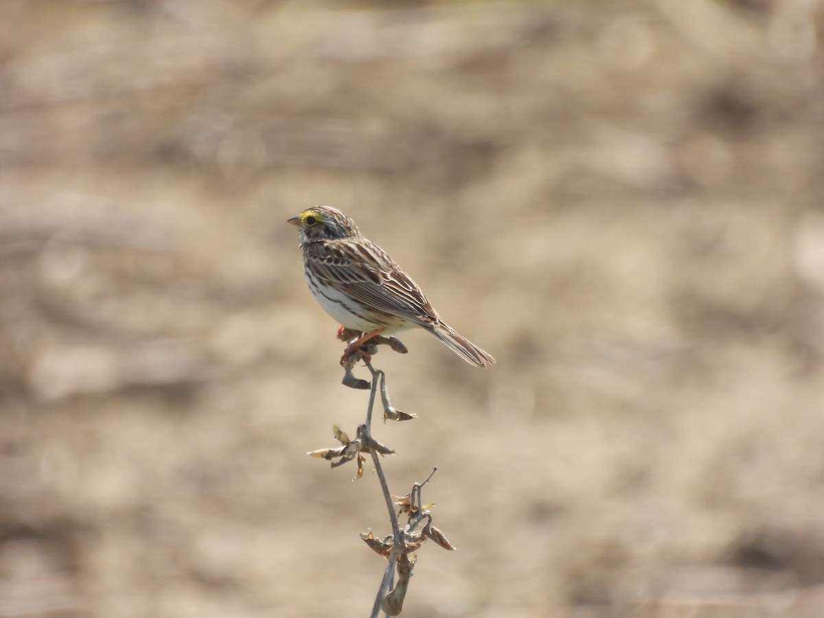 Savannah Sparrow - ML446343181