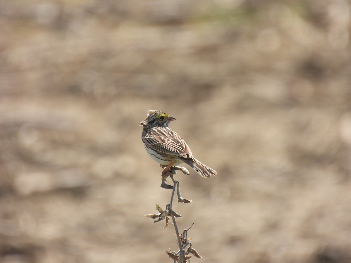 Savannah Sparrow - ML446343191