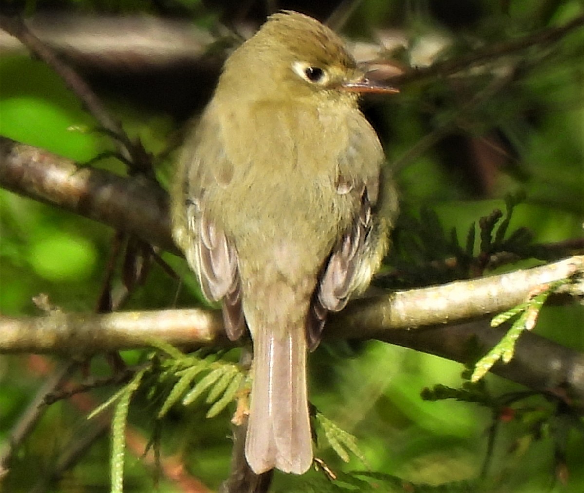 Western Flycatcher (Pacific-slope) - Rick Bennett