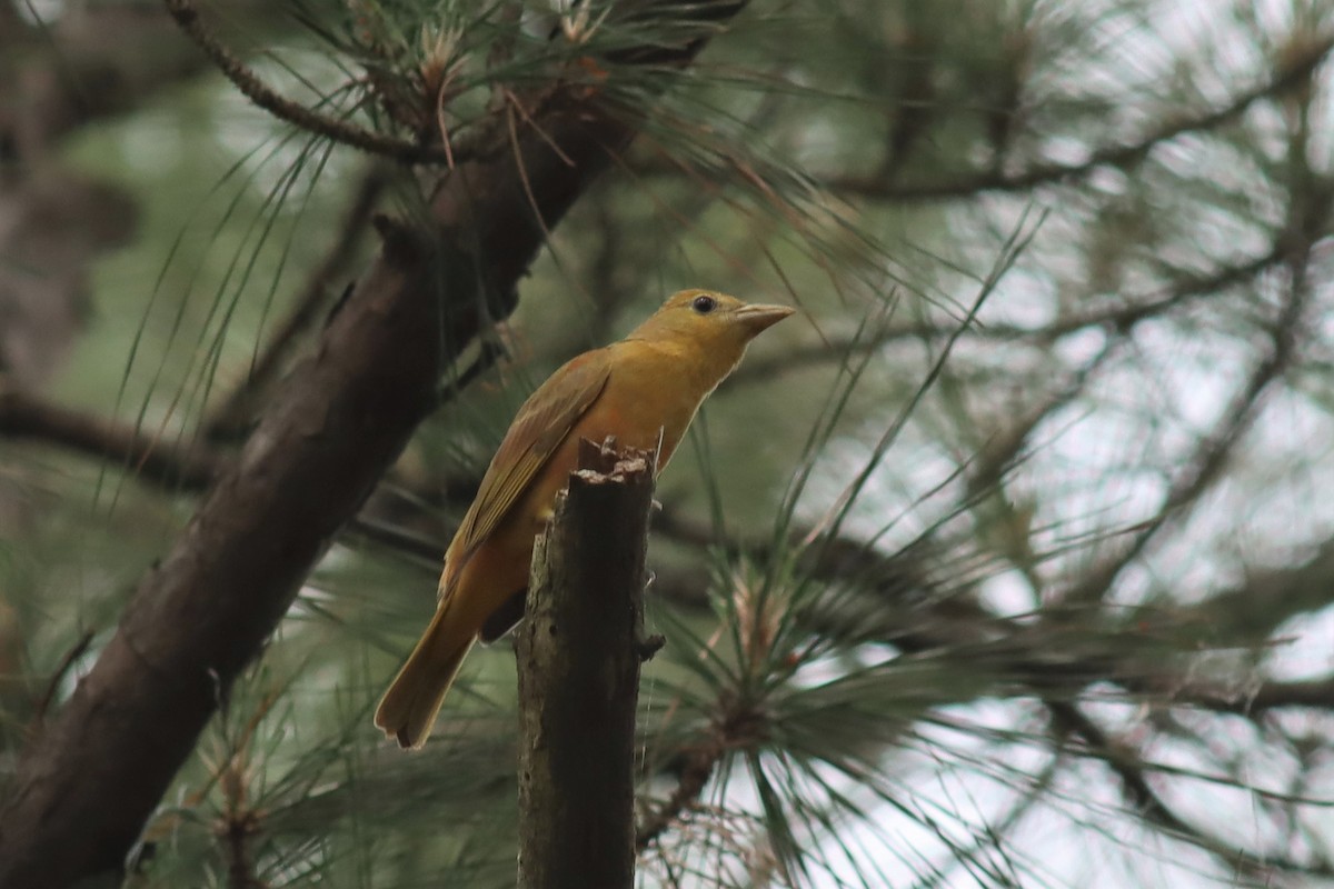 Summer Tanager - ML446344821