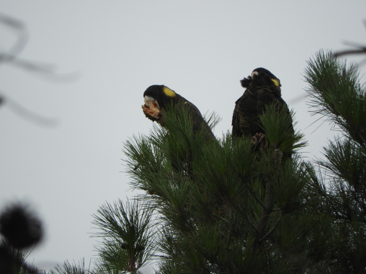 Yellow-tailed Black-Cockatoo - ML446345251