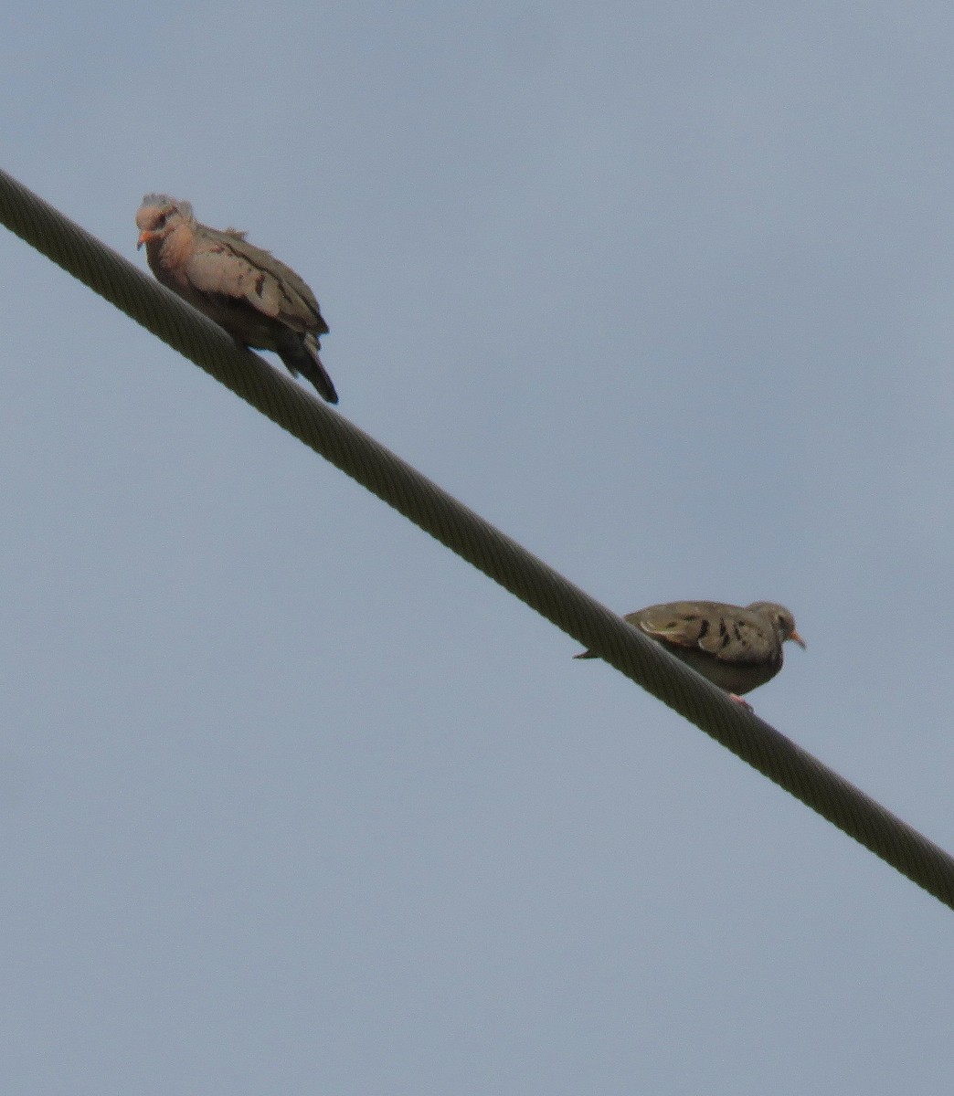 Common Ground Dove - ML446345441