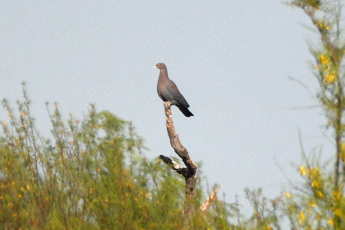 Red-billed Pigeon - Timothy Carstens