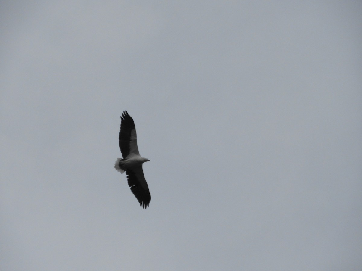 White-bellied Sea-Eagle - ML446346921