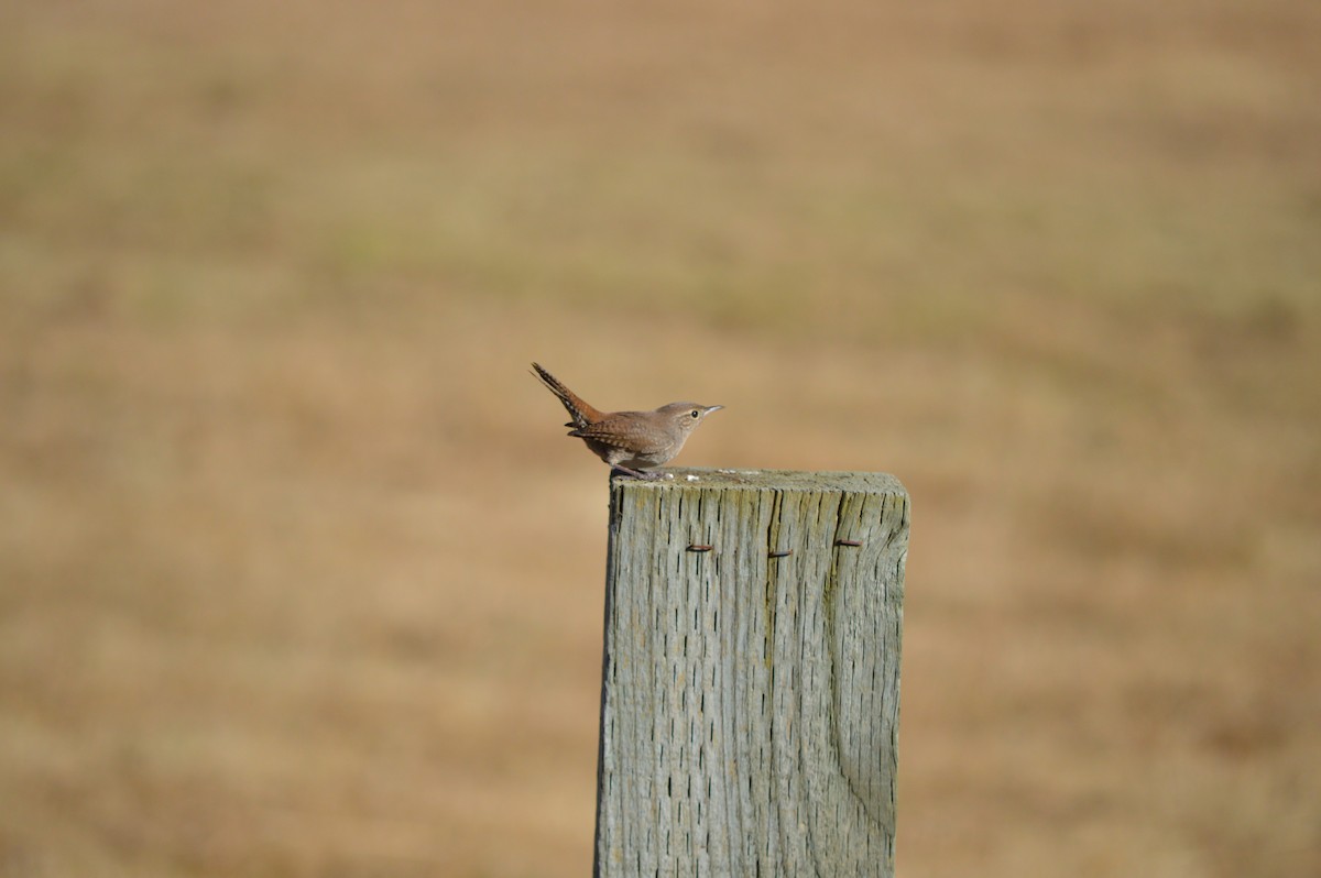 Northern House Wren - ML44634741