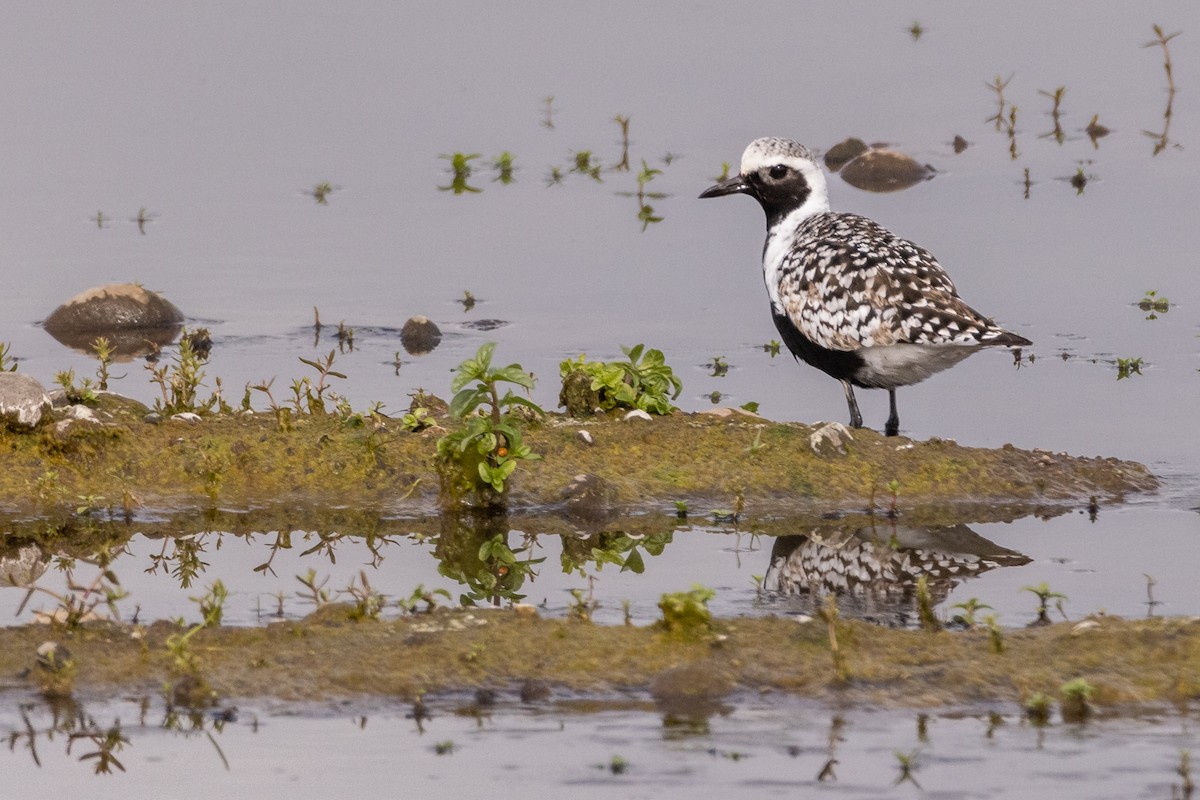 Black-bellied Plover - ML446350471