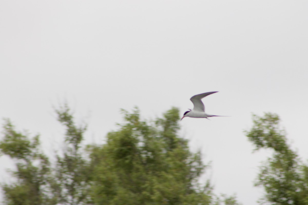 Forster's Tern - ML446350561